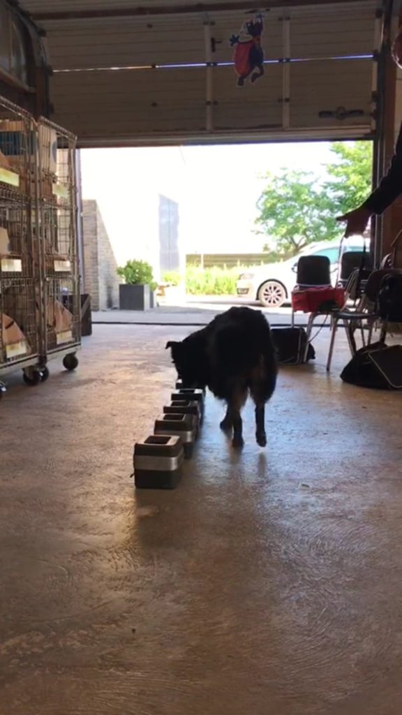 36188660_1749424028475692_8261165621564145664_n