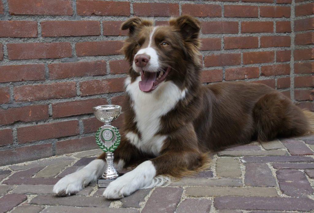 40607249_469292106920969_4447812301457719296_n