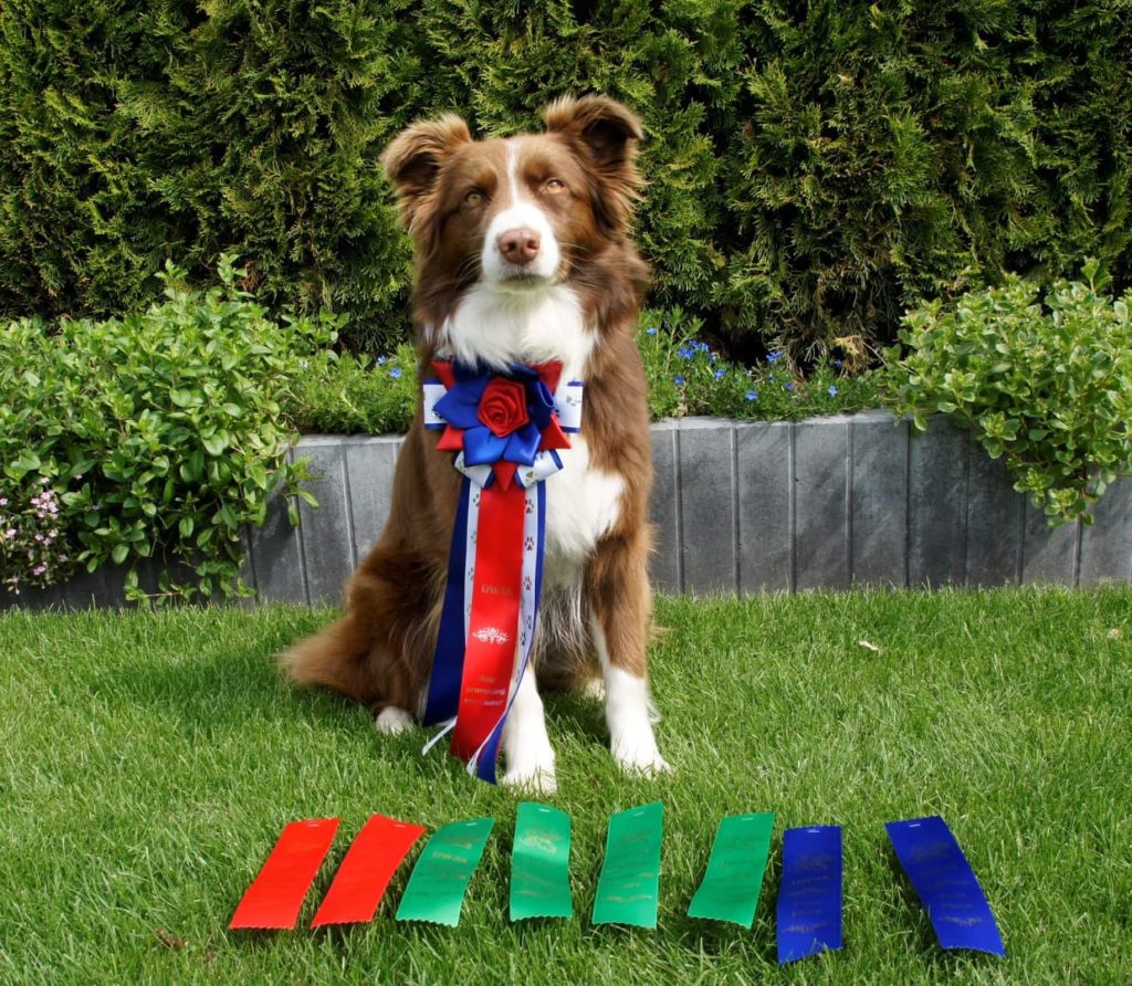 62307164_400469957221938_4697432003950149632_n