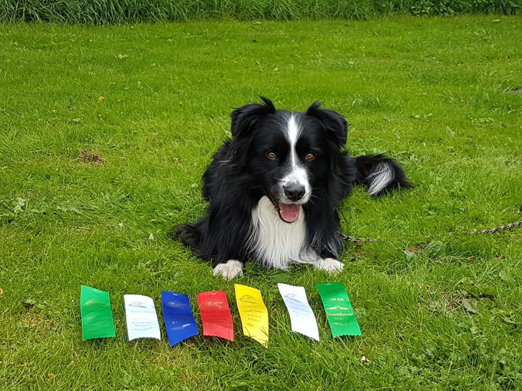 62488639_523317594868072_5365441358557347840_n