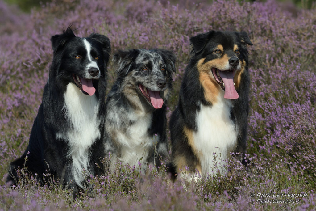 REL_0807_00001 © Rick Letteboer Photography