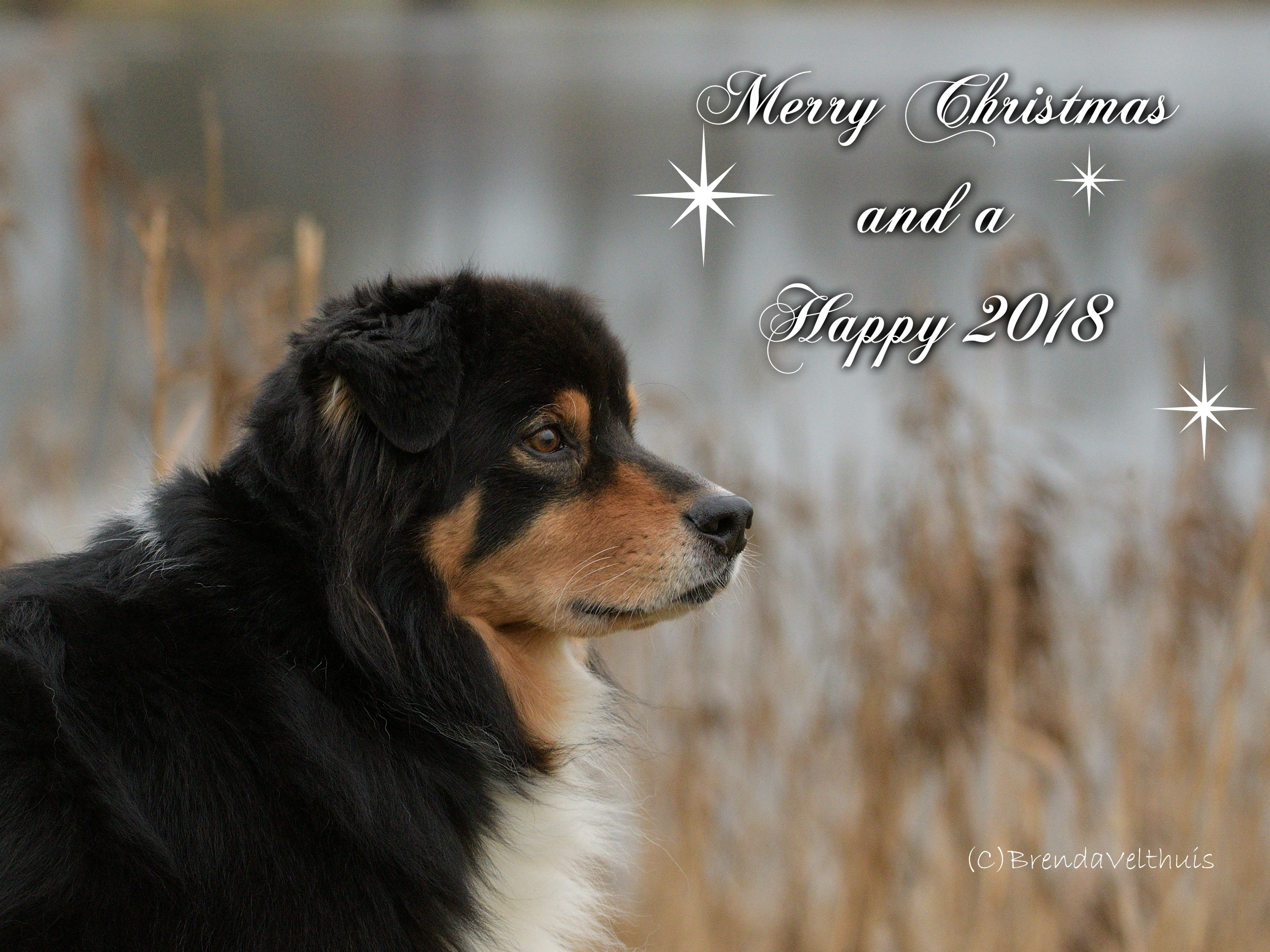 pizap.com15135318369841